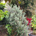 Pineapple Guava Live Plant, Sweet Tropical Fruit Plant 4–6 Inches Tall, Well Rooted, Ready to Grow