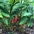 3Pcs Shampoo Ginger Rhizomes, Live Awapuhi Shampoo Ginger Roots for Planting, Zingiber Zerumbet Fresh Ginger Plant Live, Pinecone Ginger