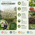 Serviceberry Plant Live, Service Berry Bush, 1-2 Ft Tall