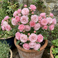 Pink Mini Rose Plant Live in 4 Inch Pot, Miniature Rose Flower Plant for Indoor Outdoor Garden, Patio and Home Decor, 4-6 Inches