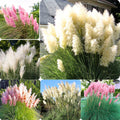 2 Pampas Grass Plant Live in 2.5" Pot, Ornamental Grass Live Plant for Growing Your Garden (Mix Pampas Grass)