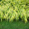 Japanese Forest Grass Plant, Gold Grass Plant Live Perennial, 4 to 6 Inches