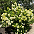 Lime Hydrangea Live Hydrangea Plant, White Flower Plant for Outdoor Planting, Approx 6-10 Inch Tall in 2.5 Inch Pot