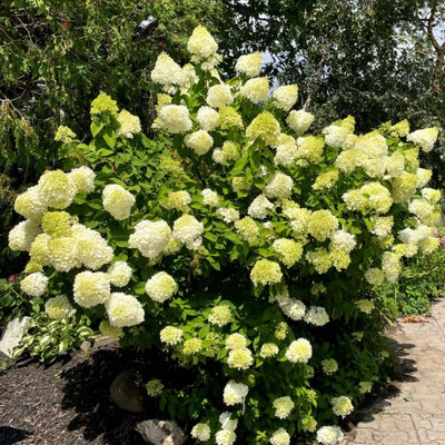 Lime Hydrangea Live Hydrangea Plant, White Flower Plant for Outdoor Planting, Approx 6-10 Inch Tall in 2.5 Inch Pot