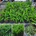 Pandan Plant Live for Garden, Rooted Pandan Live Plant for Garden, 4 to 6 Inches Tall