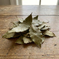 Bay Leaf Tree Live Plant, 1 Year Old Sweet Bay Laurel Laurus Nobilis Tree 8 to 10 Inches, Indoor Outdoor Planting