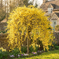 Lynwood Forsythia Live Plant, Well Rooted from 8-12 Inches Height, Vibrant Shrub for Outdoor Landscaping