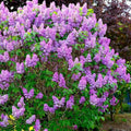 Deep Lilac Bushes Ready to Plant, Dormant Syringa Lilac Tree Live Plant, Springtime Blooms Soft Color in 4" Pot