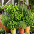 Set 3 Assorted Herb Plants, 3 to 6 Inch Tall Mixed Herb Starter Plants, Oregano, Rosemary, Lemon Balm, Lavender, Mint and Other Varieties, Without Pot, Fragrant Herbs Plant for Garden