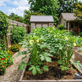 2 Okra Plants Live, Green Okra Live Plant, Vegetable Plants Gardening from 4 Inc in Height