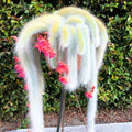 Monkey Tail Cactus Live Plant, Trailing Succulent Cactus Bareroot, 3-6” Tall Rooted, Monkey Tail Cactus for Indoor Outdoor Growing