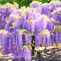 Pack 2 Purple Wisteria Live Plants for Planting, Wisteria Trees Live Plants 6 to 12 Inches Tall, in Pots, Wisteria Vine Flowers