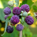 04 Raspberry Plants Live for Planting, Outdoor Spring Fast-Growing, 4-6" Sweet Berry Fruits Seedlings (Glencoe Thornless Raspberry)