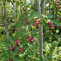 Serviceberry Plant Live, Service Berry Bush, 1-2 Ft Tall