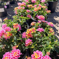 Set 3 Lantana Plants Live, Pink Lantana Flower Live Plants Well Rooted from 4 Inc Tall
