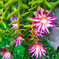 Fishbone Cactus Plants Live for Hanging Basket, Medium Size 4" Pot, Houseplants Epiphyllum Plant, RIC Rac Cactus Plants Live, Pink White Blooms