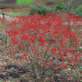 Red Winterberry Live Plant Ilex Winter Berry Holly Starter Plant in 4 Inch Pot for Garden