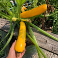2 Summer Squash Plants Live 4'' Pot, Edible Squash Plant for Raised Beds, Patio Containers or Outdoor Growing, 2 Plants per Pot