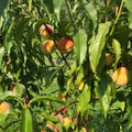 Peach Live Plant, Grafted Peach Plant 1 Feet Tall, Fruit Tree Well-Rooted for Planting (Yellow Red)