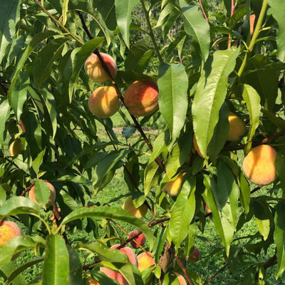 Peach Live Plant, Grafted Peach Plant 1 Feet Tall, Fruit Tree Well-Rooted for Planting (Yellow Red)