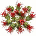 Air Plants Live, 10 Red Tillandsia Air Plants Live Houseplants for Growing Indoors Outdoors, 2 to 3 Inches Tall