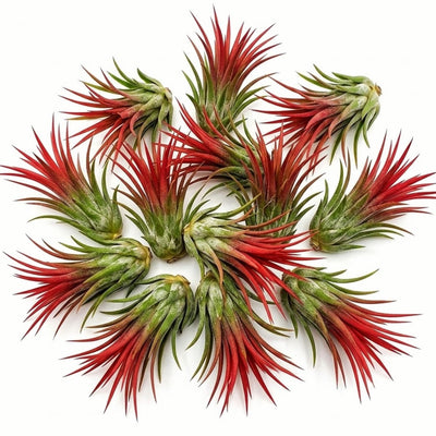 Air Plants Live, 10 Red Tillandsia Air Plants Live Houseplants for Growing Indoors Outdoors, 2 to 3 Inches Tall