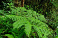 Combo 10 Roots of Cinnamon Fern, Fern Plants Live Outdoors Ready to Plant, 3 to 5 Inc Tall