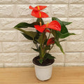 Red Anthurium Plant Live in 4 Inches Pot, Anthurium Live Plant, House Plant Live