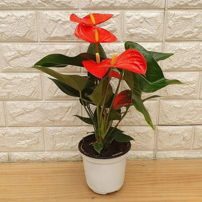 Red Anthurium Plant Live in 4 Inches Pot, Anthurium Live Plant, House Plant Live