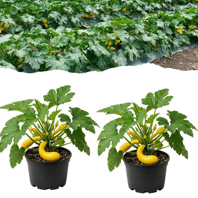 2 Live Yellow Squash Plants, Yellow Squash Zucchini Seedlings in Pot, 4-6 Inches Tall, Vegetable Plant for Growing Outside