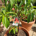 Ruby Peach Tree Live Plant, Tropical Fruit Tree, 1-2 Ft Tall