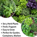 Set 3 Mix Herb Plants, 3-6" Tall Assorted Herb Starter Plants, Rosemary, Lemon Balm, Lavender, Mint and Other Varieties, Without Pot, Fragrant Herbs Plant for Garden