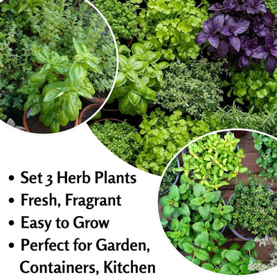 Set 3 Mix Herb Plants, 3-6" Tall Assorted Herb Starter Plants, Rosemary, Lemon Balm, Lavender, Mint and Other Varieties, Without Pot, Fragrant Herbs Plant for Garden