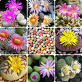 Lithops Live Plants Mix Lithop Succulents Plants Live, 30 Rock Living Stone Succulent Live Plants Large Size Full Bloom Garden