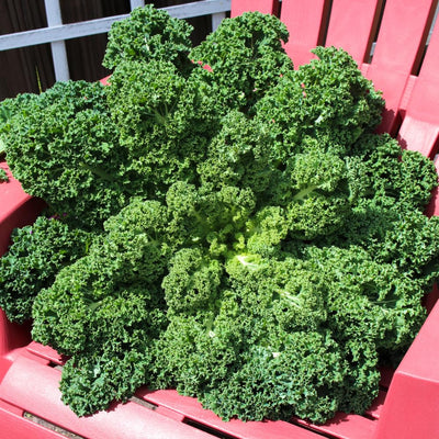 Kale Plants Live for Planting, Live Kale Vegetable in 4" Pot, 3 to 5 Inches Tall, 3 Plants Per Pot, Starter Plant for Home Garden
