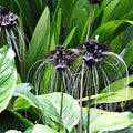 2 Black Bat Flower Tacca Chantrieri Plants Live for Growing, in 2 Inch Pot, Black Orchid Bat Flowers Ready to Grow