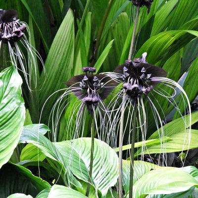 2 Black Bat Flower Tacca Chantrieri Plants Live for Growing, in 2 Inch Pot, Black Orchid Bat Flowers Ready to Grow