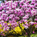 Magnolia Tree Live Plant for Planting, Magnolia Flowers Bush 6 to 12 Inches Height, in Pot, Fragrant Magnolia Shrub (Ann Magnolia)