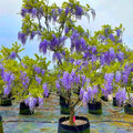 Purple Wisteria Tree Live Plant for Planting Outdoors, 2.5 Inch Pot, Well Rooted, Wisteria Tree Live Plant