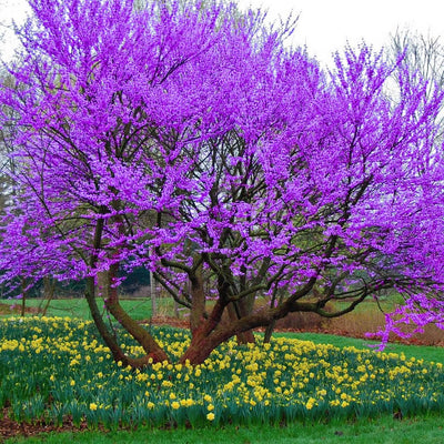 Potted Purple Pink Eastern Redbud Tree Live Plant Seedling, 7-13" in Tall, 1 Year Old Seedling Red Bud for Year Round Planting, Cold Hardy, No Leaf