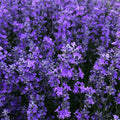 Lavender Plant Live, Fragrant Lavender Herb with Purple Blooms, Gardens, Containers, and Indoor Planting 2-3 Inches (Provence)