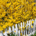 Lynwood Forsythia Live Plant, Well Rooted from 8-12 Inches Height, Vibrant Shrub for Outdoor Landscaping