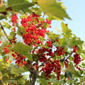 Live Currant Bush Plant Fast Growing, Ready Bear Fruit Within 1 Year - No NC, WV, NH, 6-14" Tall, Great for Backyard or Orchard Growing, Currant Plant (High-yielding)