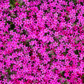 Pink Creeping Phlox Plants, Starter Phlox Live Plant, Well Rooted, Perennial Ground Cover, 1-3" in Tall, No Pot