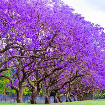 Blue Jacaranda Tree Plant, 6-8" Tall Violet Jacaranda Mimosifolia Purple Flowering Tree for Landscaping and Gardens, Well-Rooted 1 Year Old