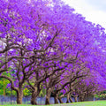 Purple Blue Jacaranda Tree, 6-9" Tall Jacaranda Seedling, Ornamental Tree for Garden and Yard