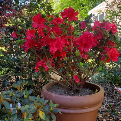 Red Azalea Plant Live, Cold Hardy Azalea Plant, Hardy Flowering Shrub for Outdoor Planting, 4-7 Inches Tall in 4'' Pot