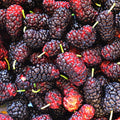 Dwarf Everbearing Mulberry Tree Live Plant for Planting, Mulberry Tree, Everbearing Fruit Tree, 4-7" Tall Plant