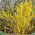 Lynwood Forsythia Plant Live, Gold Forsythia Shrub Well Rooted from 4 to 7 Inches Height, Fragrant and Vibrant Yellow Lynwood Bush, 4 Inches Pot