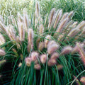 Ornamental Fountain Grass Live Plant Perennial for Outdoor Growing, 4" Pot, Red Fountain Grass Plants Spring Planting